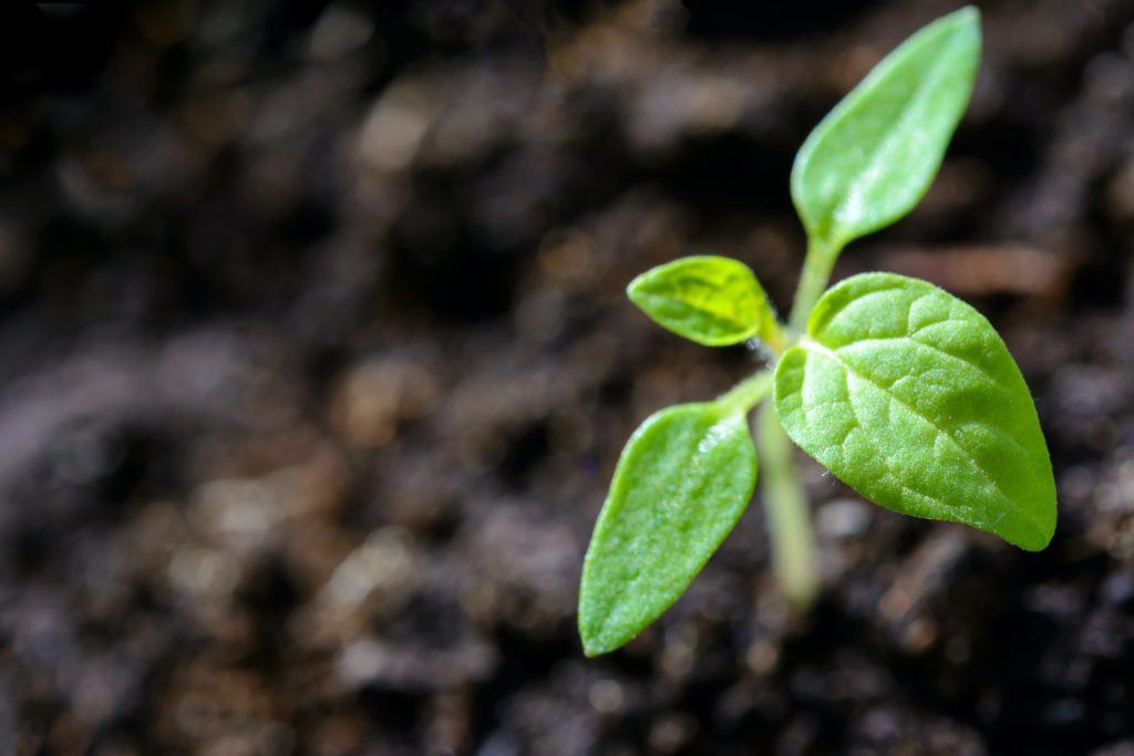Companion plants