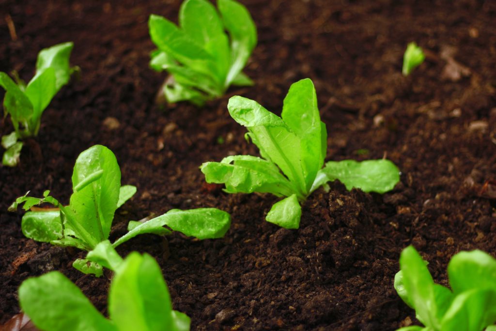 companion plants