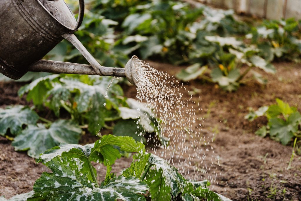 Watering plants in the garden