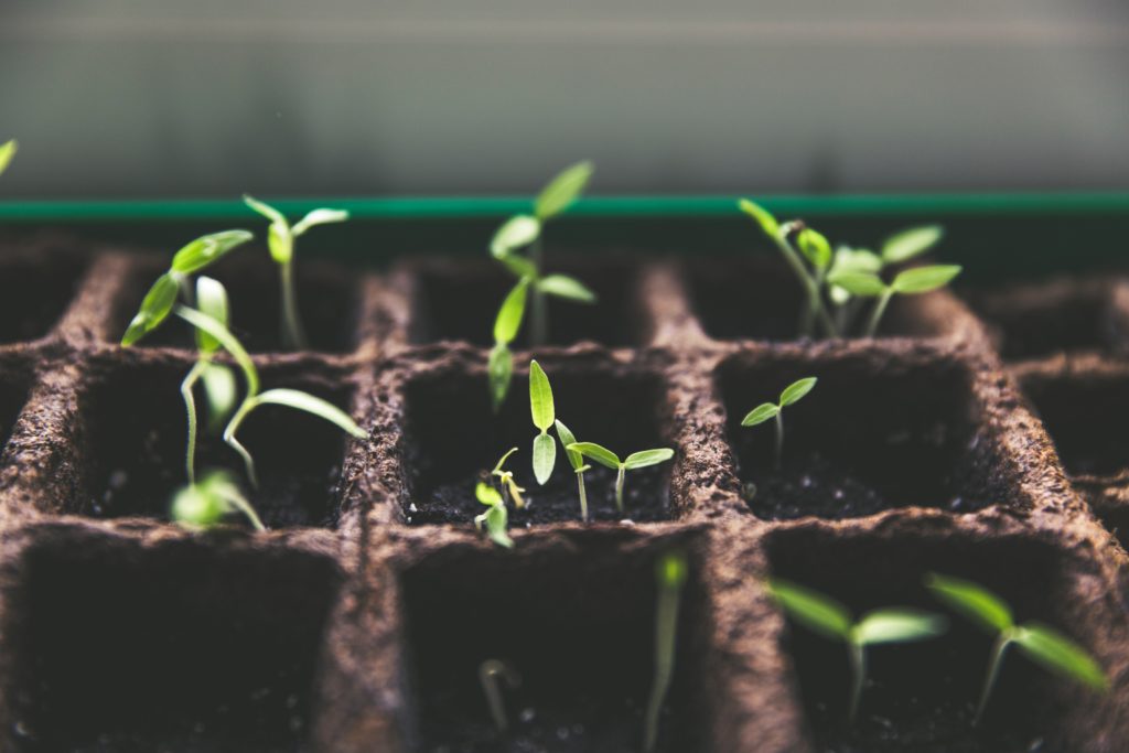 transitional plants, seed growing