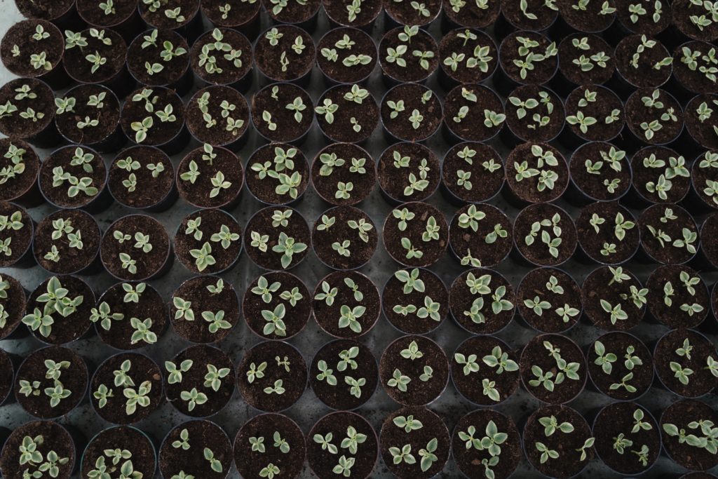 Transitional plants, seeds, growing
